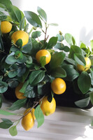 Sicilia Lemon, kompozycja w długiej donicy