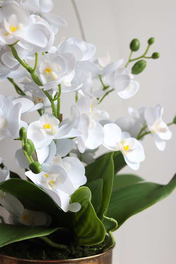 Coloseo Gold, elegancki storczyk w pucharze