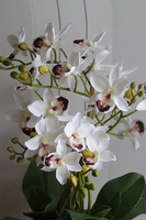 Gold Orchid Piano, storczyk w złotej donicy