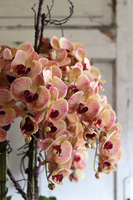 Castellamare Grande Fiberglass, gumowy storczyk w czarnej donicy fiberglass, wys.120cm