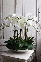 Bartolomeo Nolla, storczyk w srebrnym podłużnym naczyniu, wys.50cm 