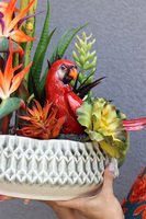 Strelicja Papuga, egzotyczna kompozycja w donicy