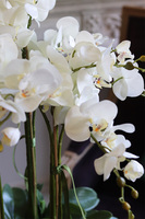 efektowny storczyk w niebieskiej misie, Turkusja, wys.73cm