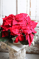 Gwiazda Betlejemska Biała Villa, wysokiej jakości sztuczna roślina, wym.30x50cm 