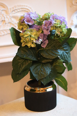 Spring Gold, doniczkowa hortensja Zielono-Niebieska, wys.40cm