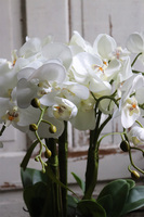 Cecile Silvista, efektowny storczyk w złotej misie, wys.54cm