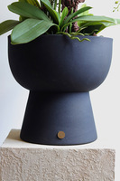 Moderna, duży storczyk w pucharze