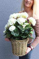 kompozycja kwiatowa w ceramicznym koszu, Pelargonie Premium, wys.47cm 