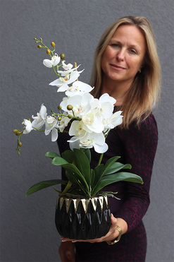 Beldia, storczyk w czarno-złotej donicy, wys.58cm