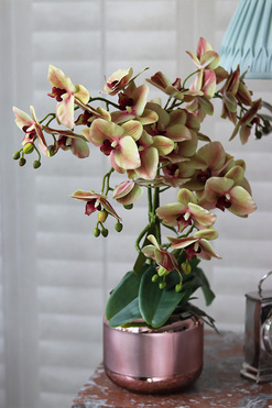 Nerita Vilesta, gumowy storczyk w szklanym naczyniu, wys.55cm