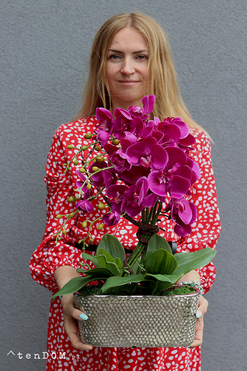 Linda Fuksja 2, storczyk w srebrnej ceramicznej donicy, wys.52cm