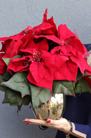 Gwiazda Betlejemska Gold, wysokiej jakości sztuczna roślina