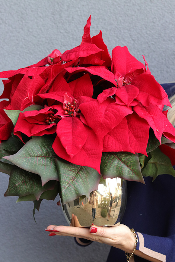 Gwiazda Betlejemska Gold, wysokiej jakości sztuczna roślina