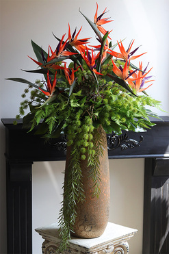 Gold Princera Strelicja, kompozycja w złotej donicy, wys.105cm 