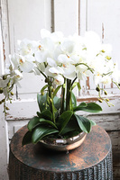 Cecile Silvista, efektowny storczyk w złotej misie, wys.54cm