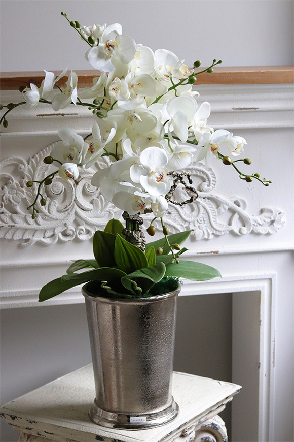 Cooler Old Times, ekskluzywny storczyk w coolerze