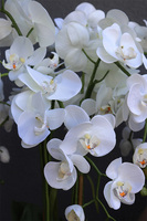 Krette Lusajl, gumowy storczyk w amforze