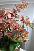 Castellamare Granada Carmello, gumowy storczyk w złotej donicy