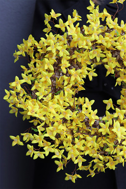 Forsycja, wiosenny wianek na drzwi, śr.55cm  