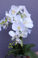 Biała Panna, storczyk w biało-srebrnym naczyniu