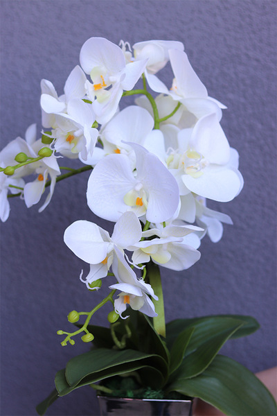 Biała Panna, storczyk w biało-srebrnym naczyniu