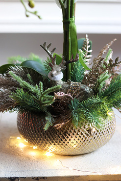 elegancki storczyk zimowy, Premium Gold, wys.52cm