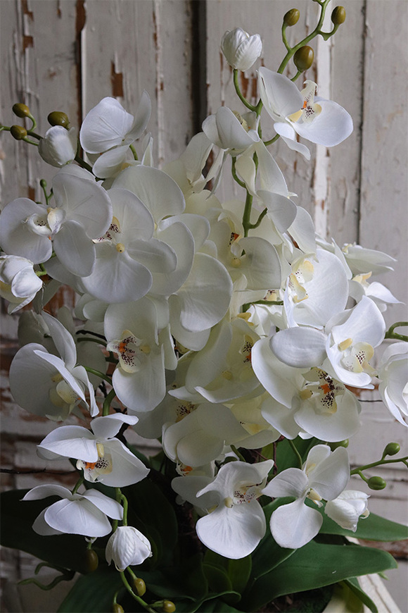 Beige Carrington, wysokiej jakości sztuczny storczyk