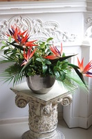 Strelicja Cinderella, kompozycja w srebrnej donicy