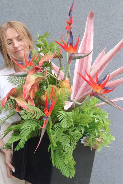 Strelicja Amazonica Saute, egzotyczna kompozycja do donicy klienta