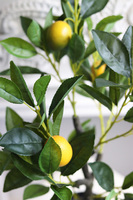 sztuczne drzewko cytrynowe, Citronea