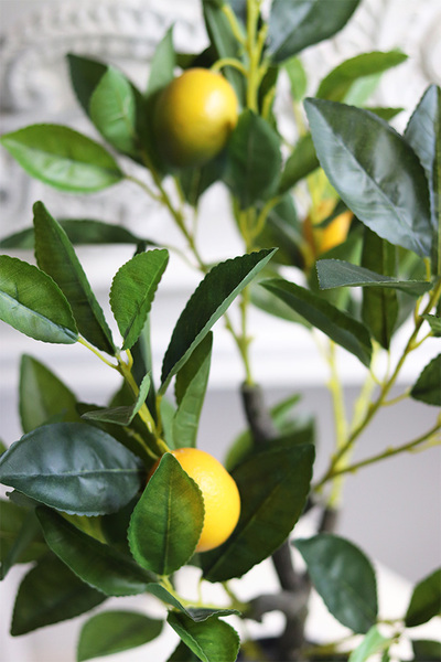 sztuczne drzewko cytrynowe, Citronea