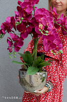 Iwona, fioletowy storczyk w lustrzanej donicy