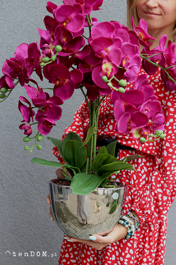 Iwona, fioletowy storczyk w lustrzanej donicy