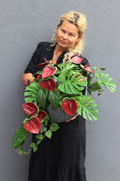 Anturium Volcan Bordo, nowoczesna kompozycja nagrobna, wym.43x68cm 