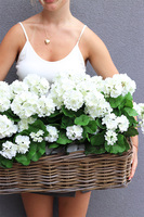 Pelargonie Garden, kosz z białymi kwiatami