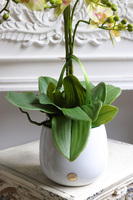 Limone Albina, gumowy storczyk w białej osłonce