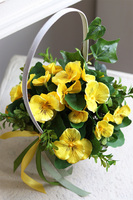 Żółte Bratki, wiosenny koszyk kwiatów
