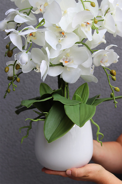 Ulisses White Basics, storczyk w białym naczyniu