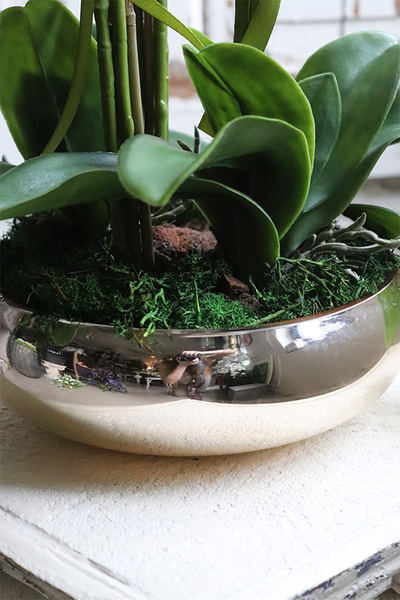 Cecile Silvista, efektowny storczyk w złotej misie, wys.54cm