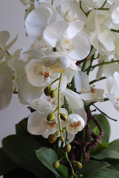 Moderna, duży storczyk w pucharze