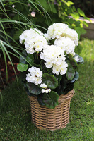 kompozycja kwiatowa w ceramicznym koszu, Pelargonie Premium, wys.47cm 