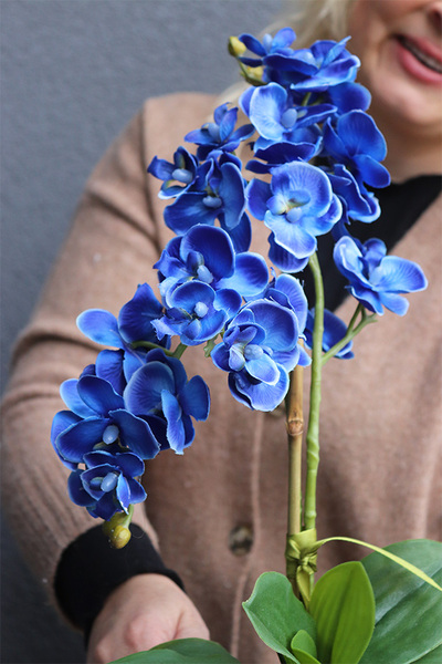 Blue Curacao, niebieski storczyk w biało-srebrnej doniczce