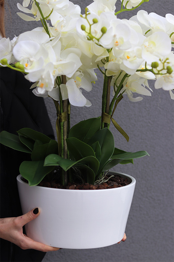 Fiderlite Malaga, gumowy storczyk w białej donicy