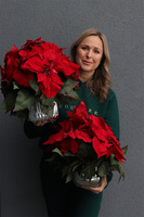 Gwiazda Betlejemska Silverro, wysokiej jakości sztuczna roślina