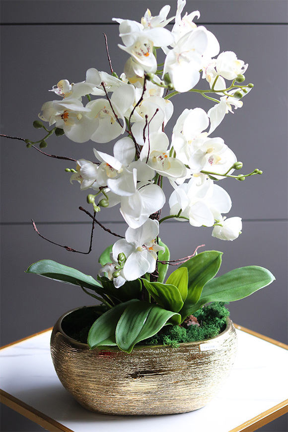 Goldisya Classic, elegancki storczyk w złotej osłonce