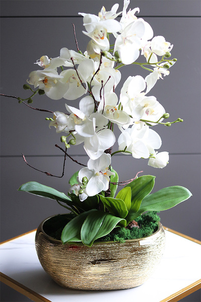 Goldisya Classic, elegancki storczyk w złotej osłonce