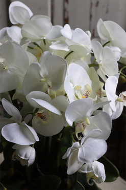 Cecile Silvista, efektowny storczyk w złotej misie, wys.54cm