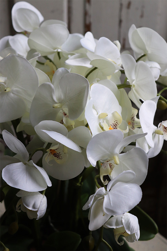 Cecile Silvista, efektowny storczyk w złotej misie, wys.54cm