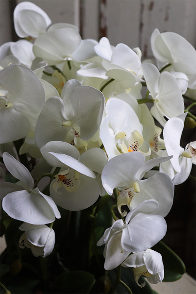 Cecile Silvista, efektowny storczyk w złotej misie, wys.54cm