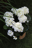 kompozycja kwiatowa w ceramicznym koszu, Pelargonie Premium, wys.47cm 